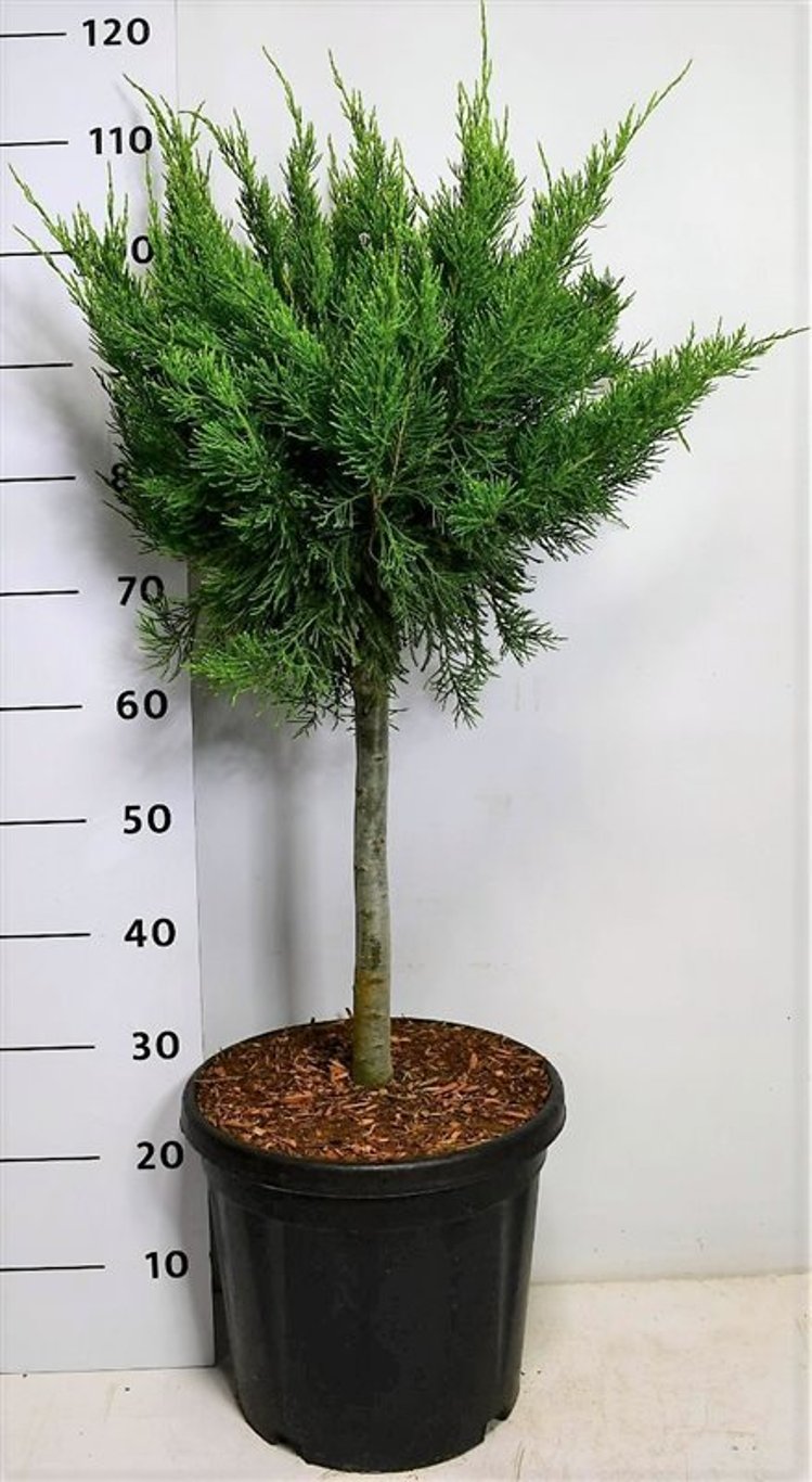 Juniperus pf. 'Mint Julep' - 40 CM Stem C12